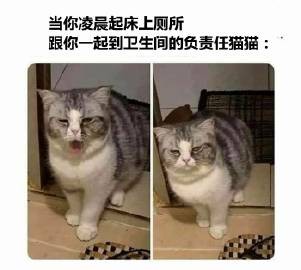 一大波猫猫梗图正在向你袭来