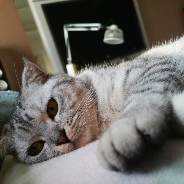 皮皮瞎要被鹄羹淦