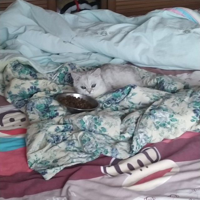 一只成精的不爱吃猪饲料的猪 半次元 Acg爱好者社区