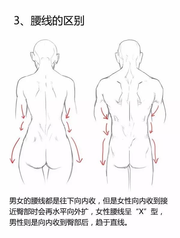 人体绘画教程之男女背部的差异画法
